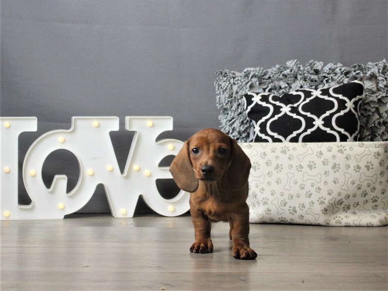 Dachshund