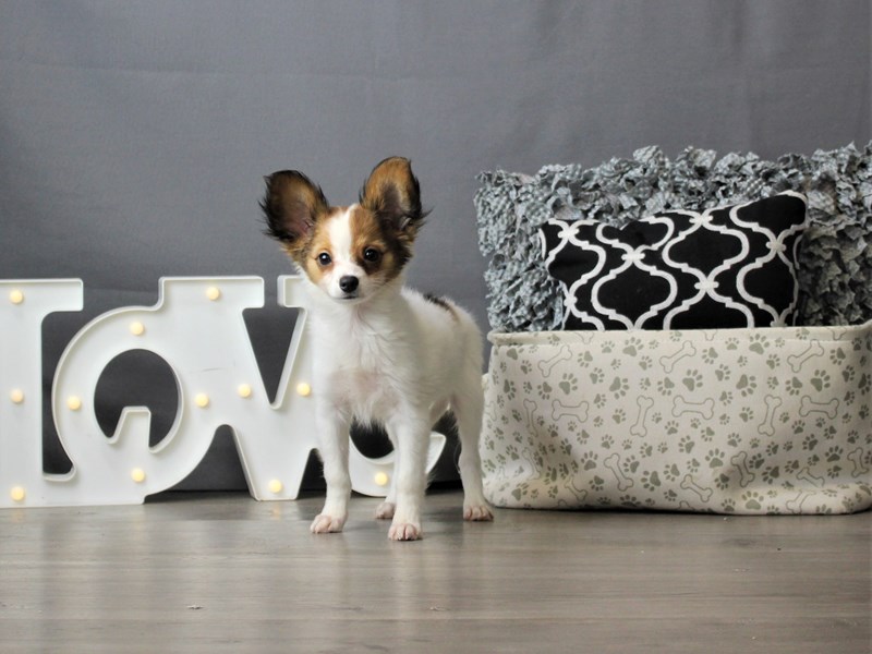 Papillon