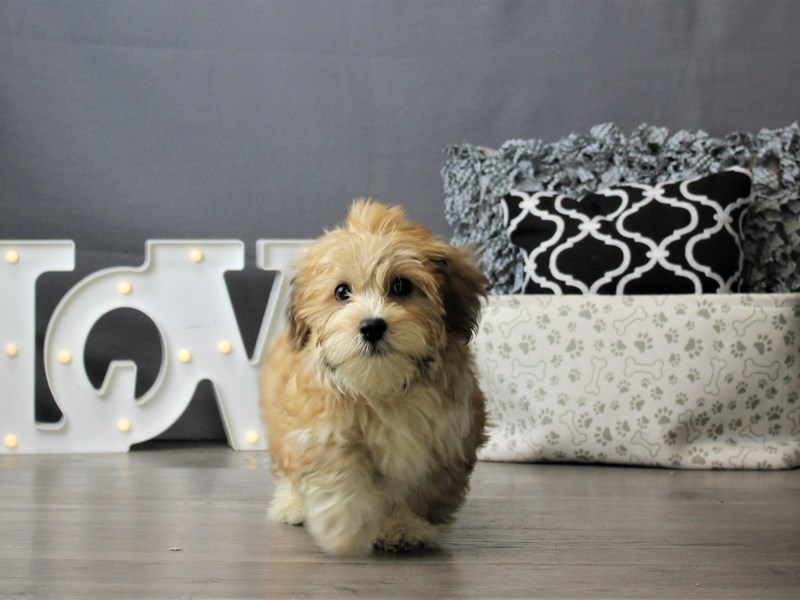Havanese