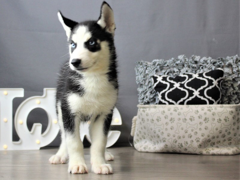 Siberian Husky