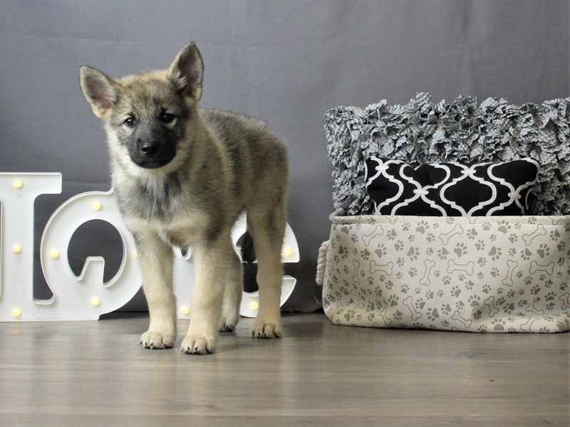 Norwegian Elkhound