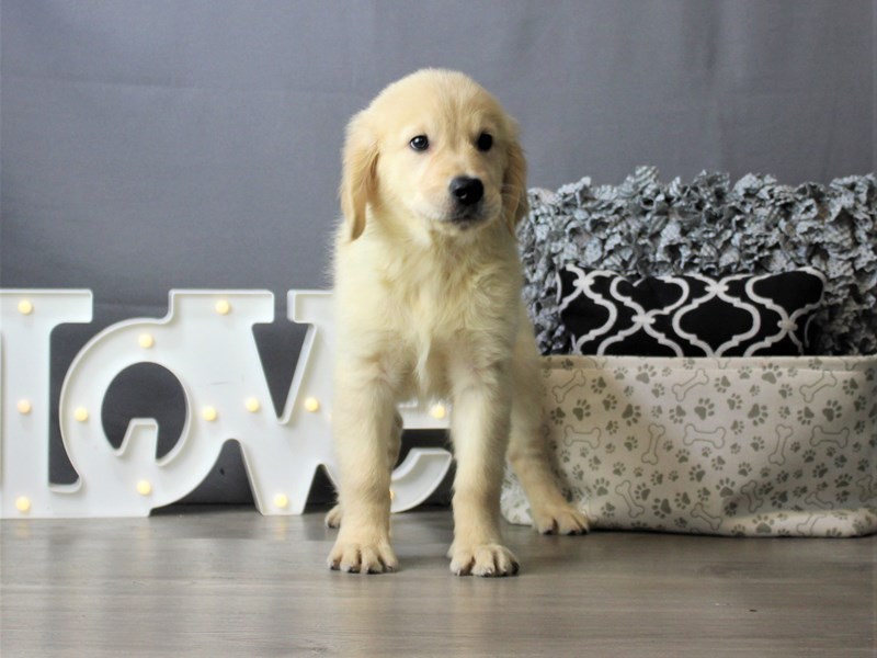 Golden Retriever