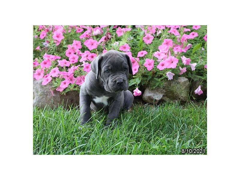 Neapolitan Mastiff