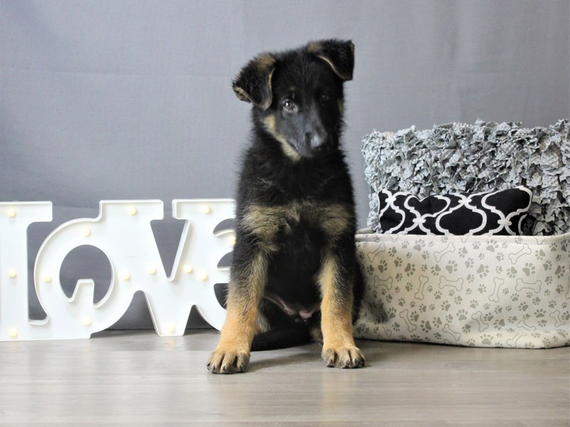 German Shepherd Dog