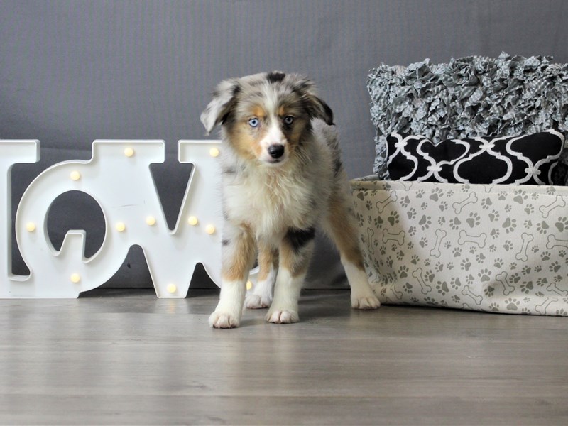 Miniature Australian Shepherd