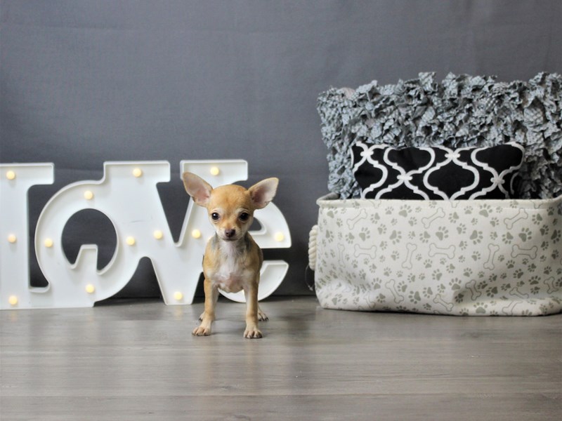 Chihuahua
