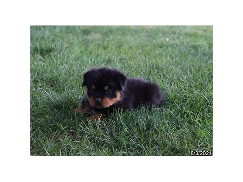 Rottweiler