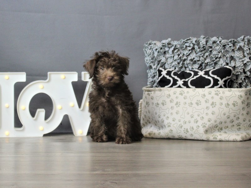 Poodle/Miniature Schnauzer