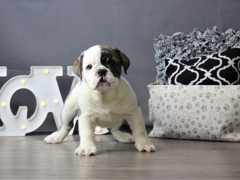 English Bulldog