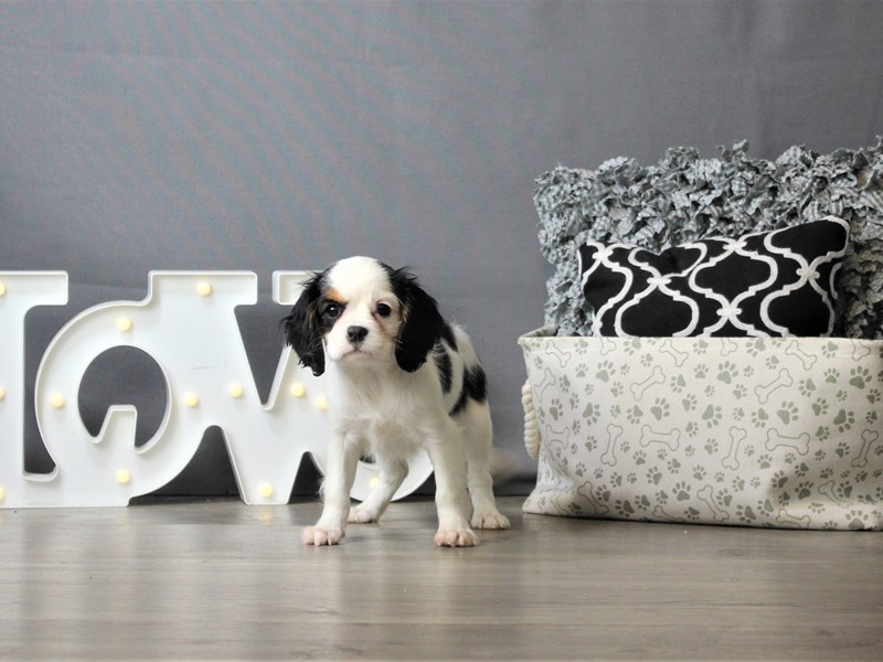 Cavalier King Charles Spaniel