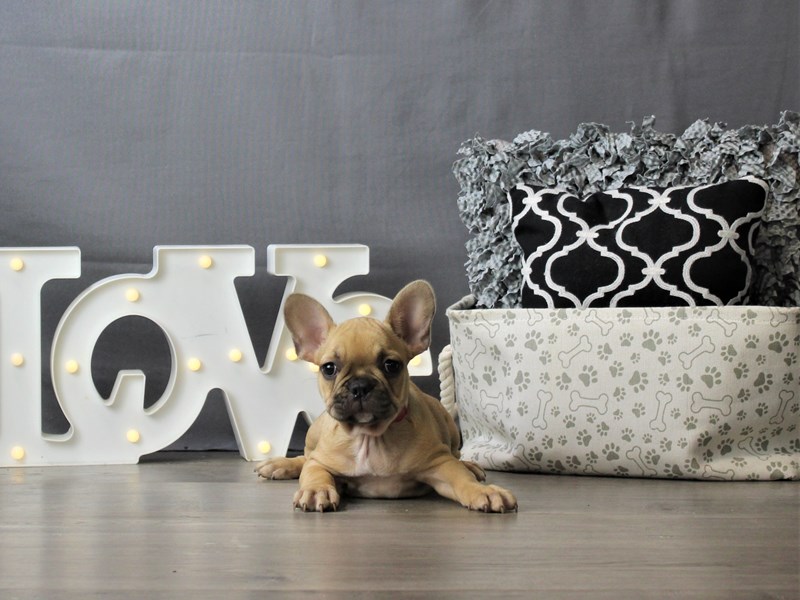 French Bulldog