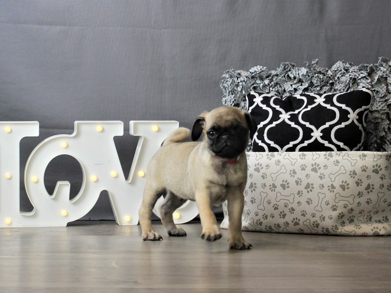 Pug
