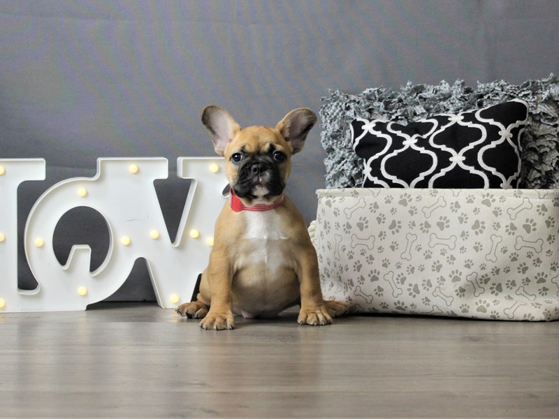 French Bulldog