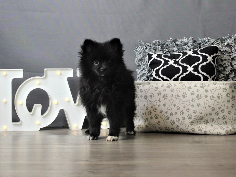 Pomeranian