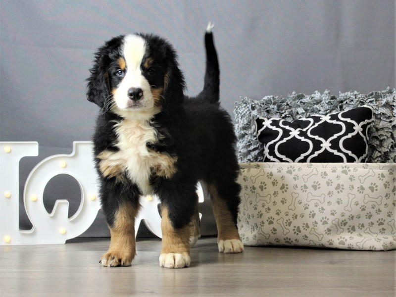 Bernese Mountain Dog