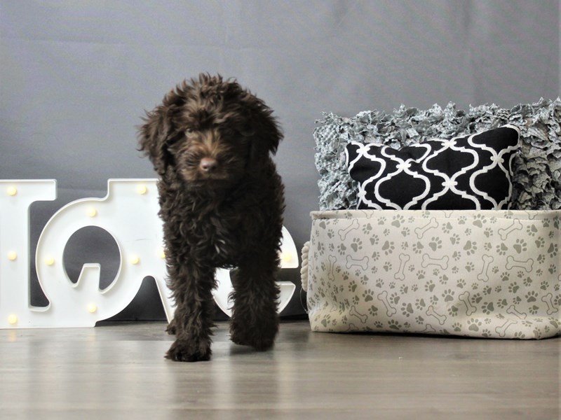 Labradoodle