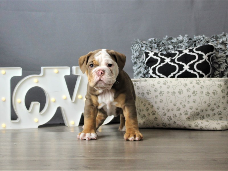 Olde English Bulldogge