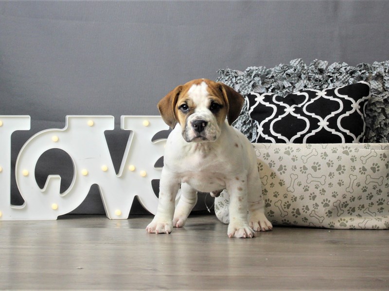 Beabull Bulldog