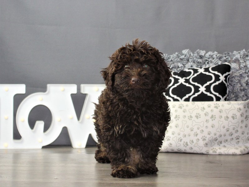 Labradoodle