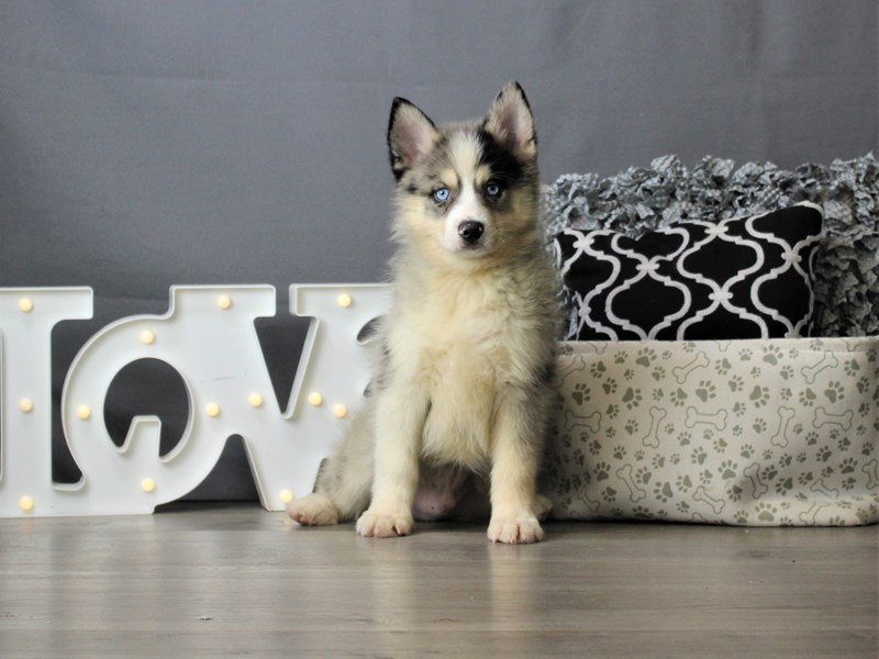 Pomsky