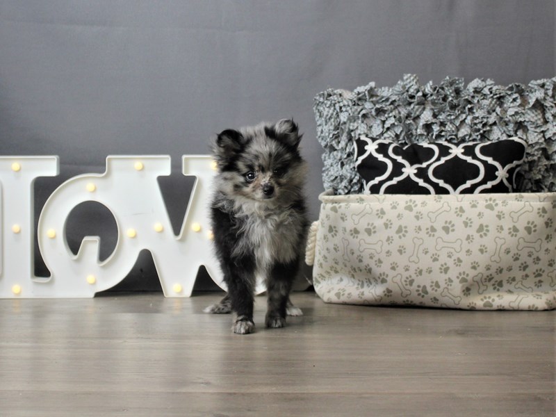 Pomeranian