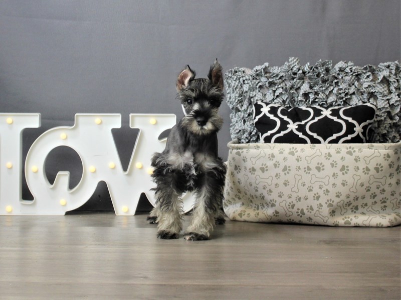 Miniature Schnauzer