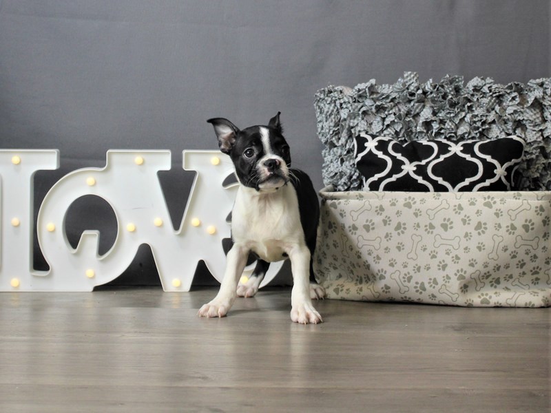 Boston Terrier