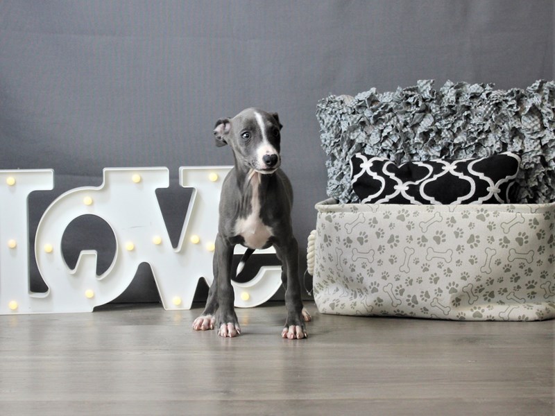 Italian Greyhound