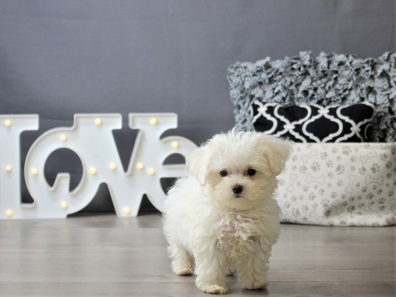 Maltese