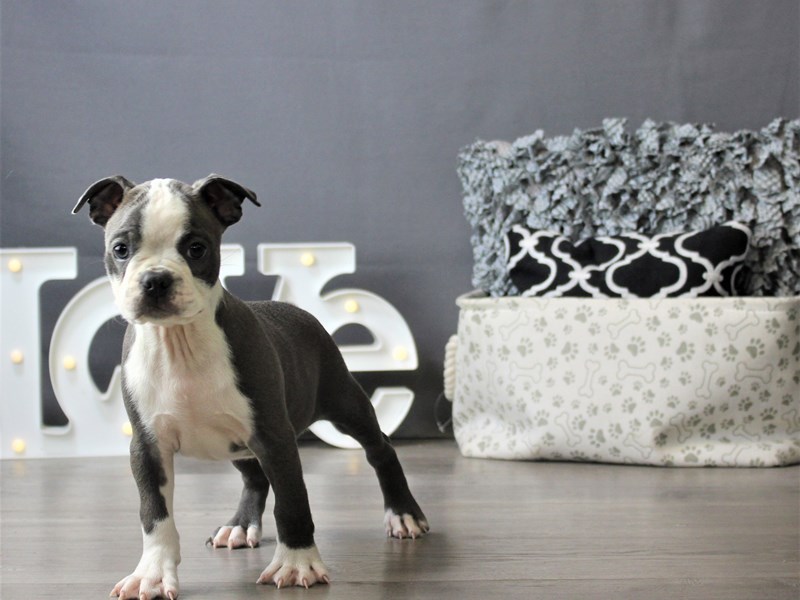 Boston Terrier