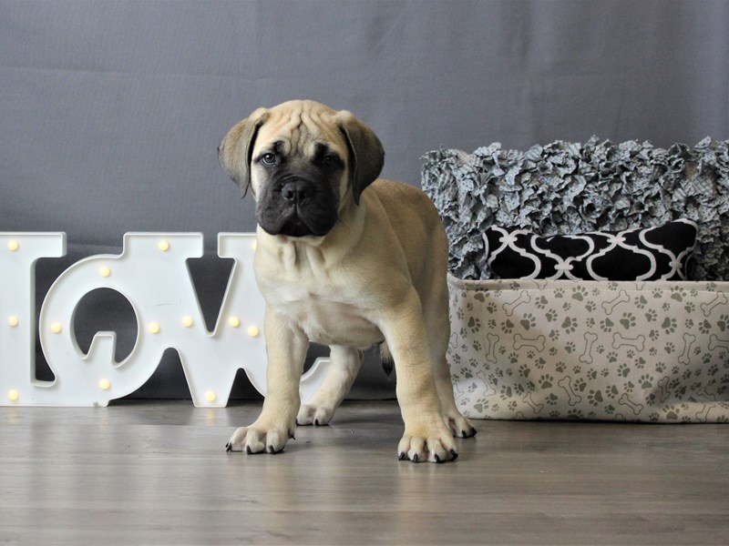 Bullmastiff