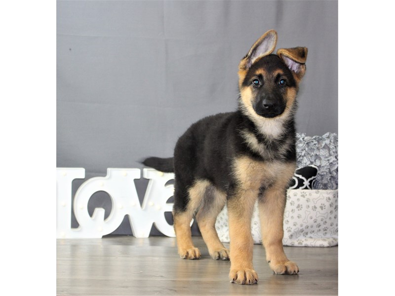 German Shepherd Dog