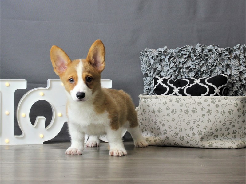 Pembroke Welsh Corgi