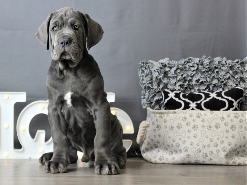 Neapolitan MastiffDOGMaleBlue2588505Petland Carriage