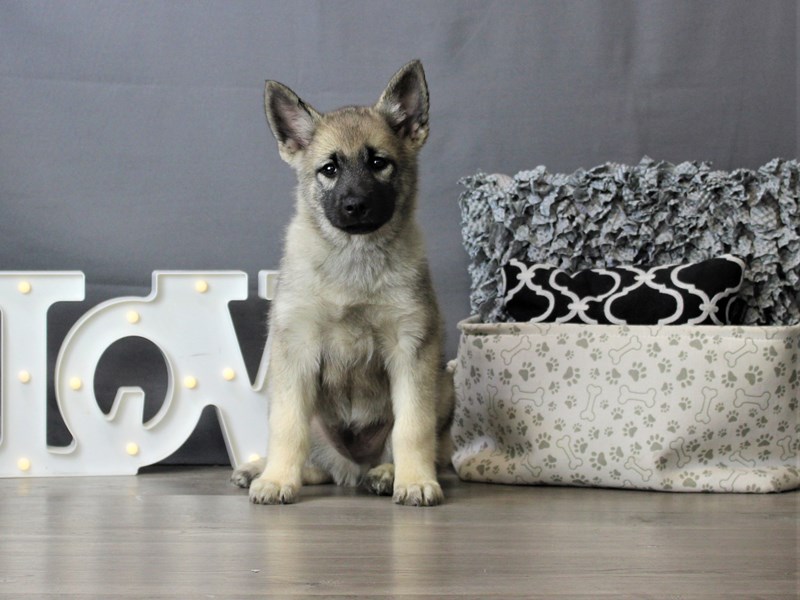 Norwegian Elkhound