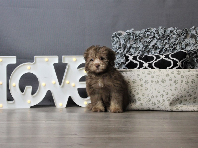 Poodle/Havanese