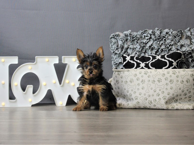 Yorkshire Terrier