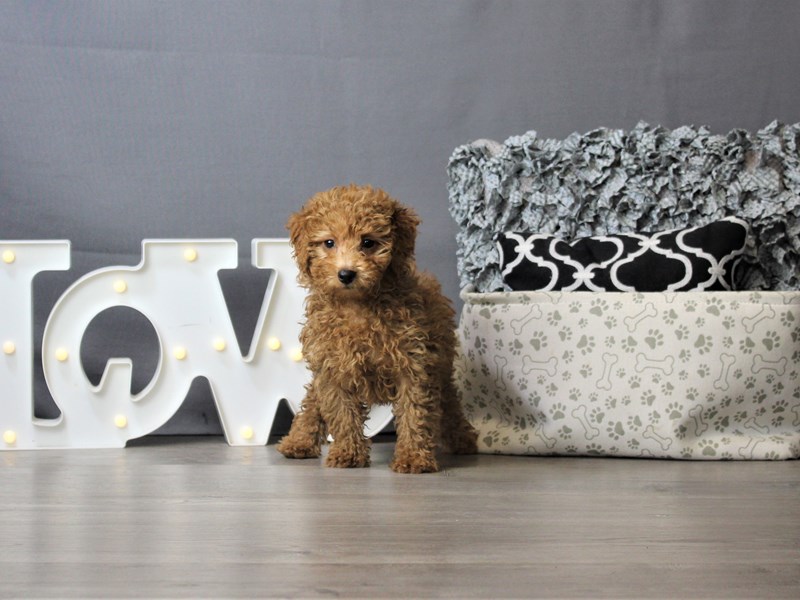 Poodle