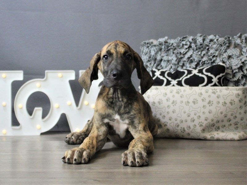 Great Dane