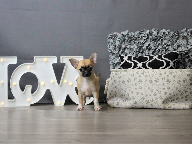 Chihuahua