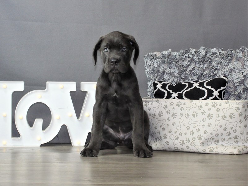 Cane Corso