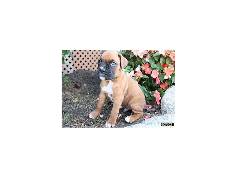 Boxer
