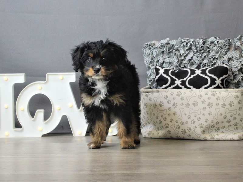 Mini Aussiedoodle