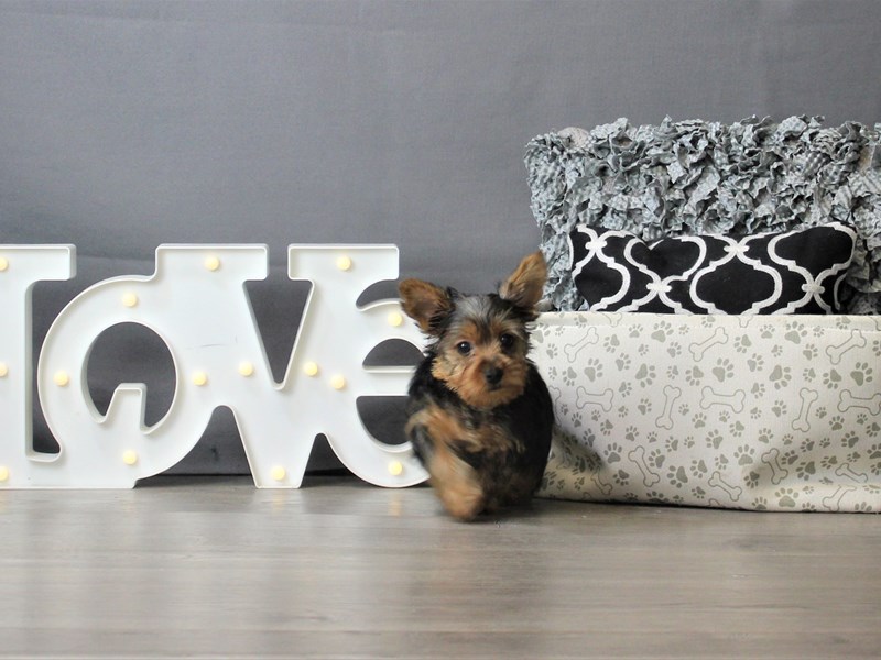 Yorkshire Terrier