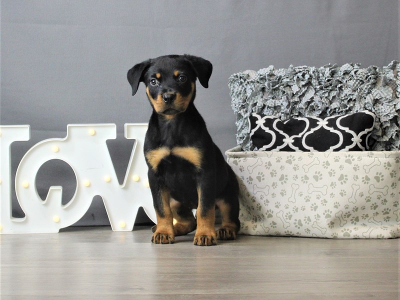 Rottweiler