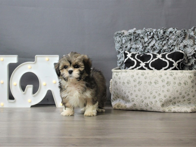 Lhasa Apso