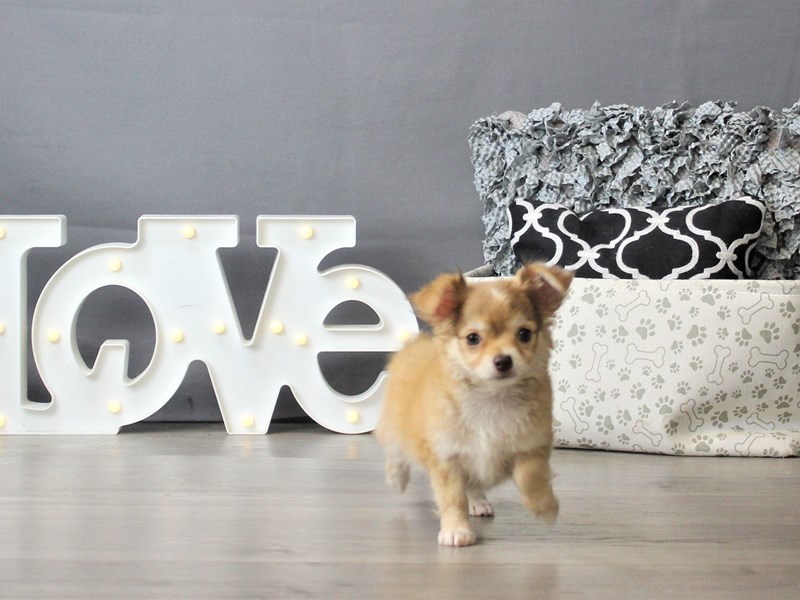 Chihuahua