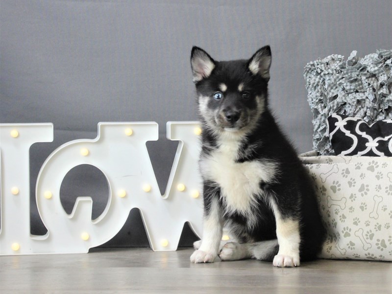 Pomsky
