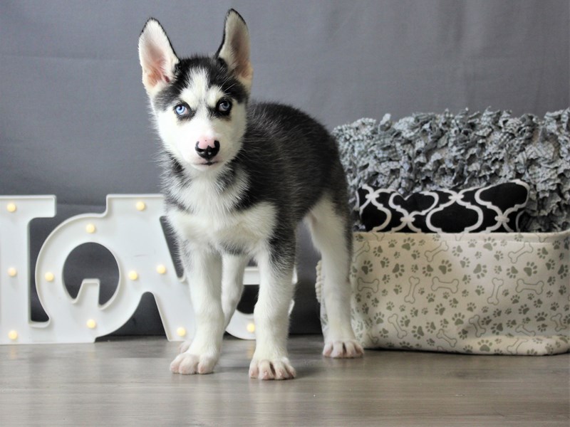 Siberian Husky