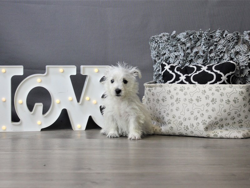 West Highland White Terrier